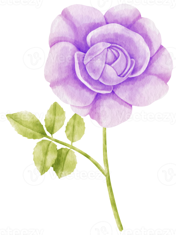 Purple rose flowers watercolor illustration png