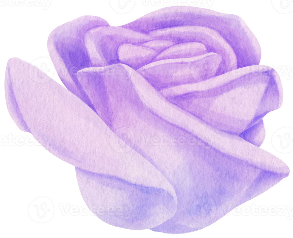 Purple rose flowers watercolor illustration png