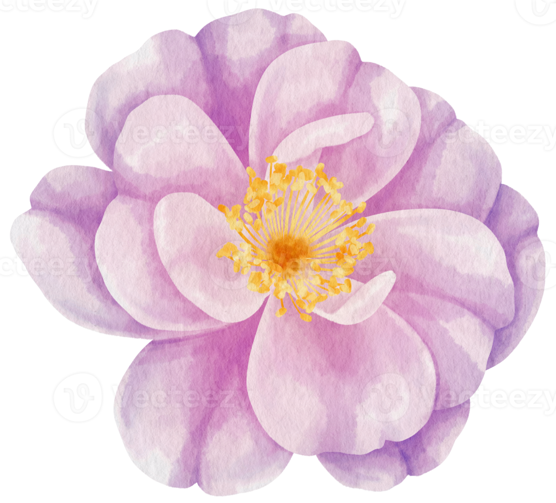 Purple rose flowers watercolor illustration png