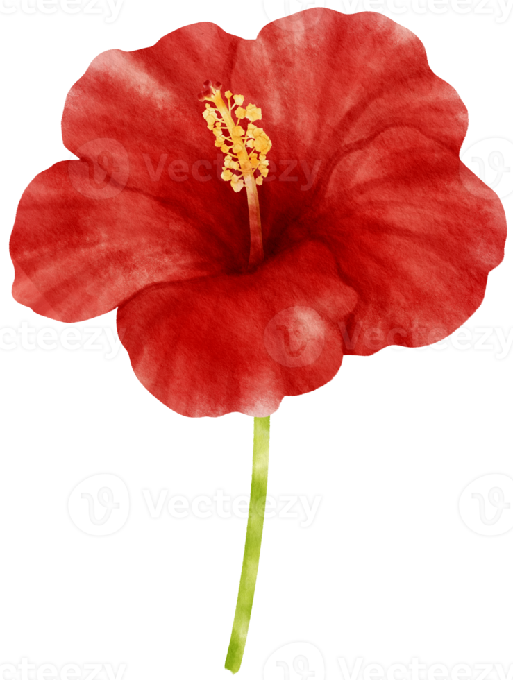 illustrazione dell'acquerello di fiori di ibisco rosso png