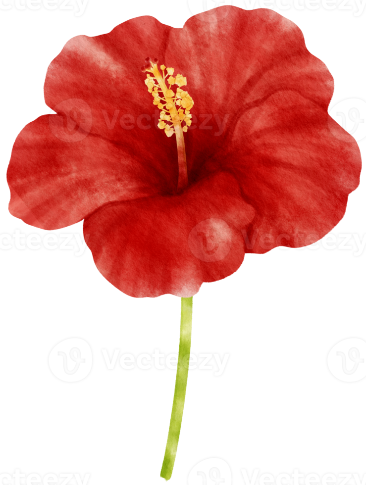 röd hibiskus blommor akvarell illustration png