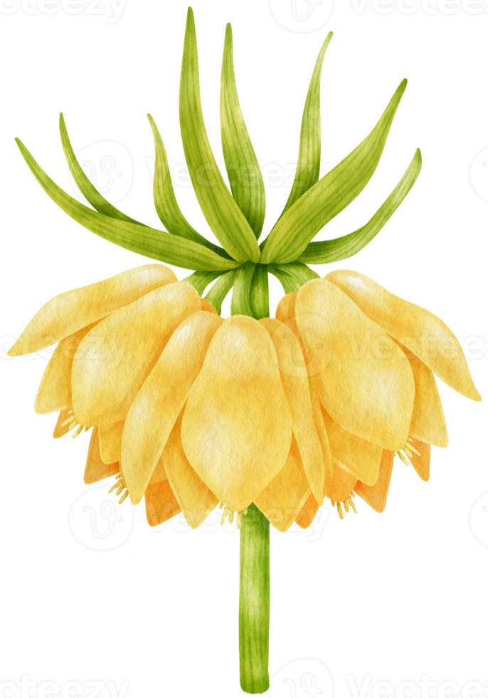 ilustração em aquarela de flores amarelas png