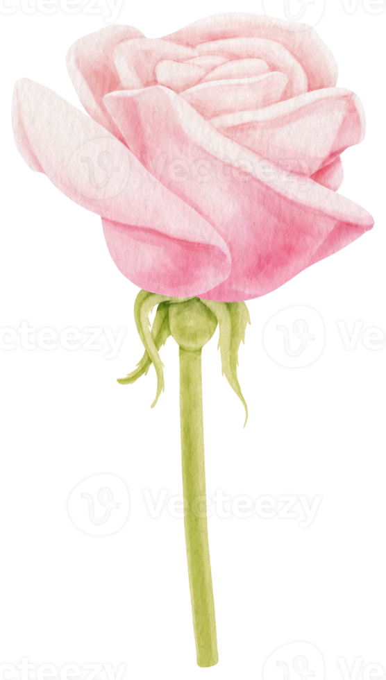 vackra rosa ros blommor akvarell illustration png