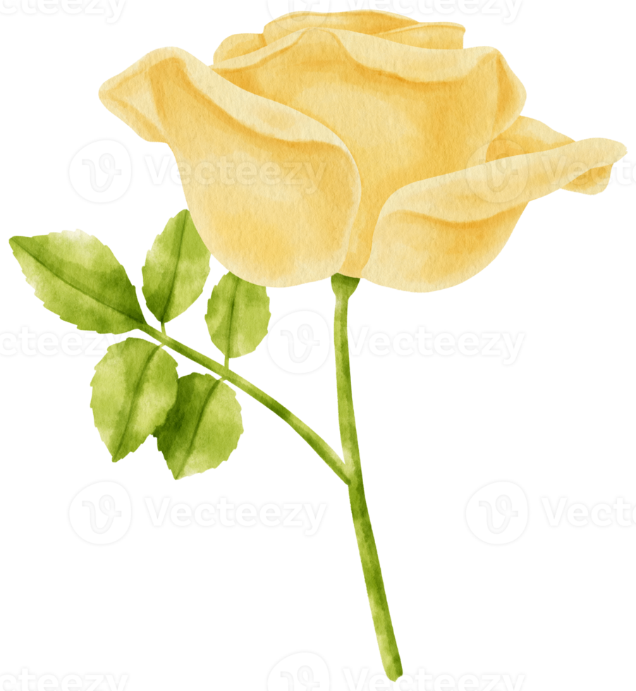 gele roos bloemen aquarel illustratie png