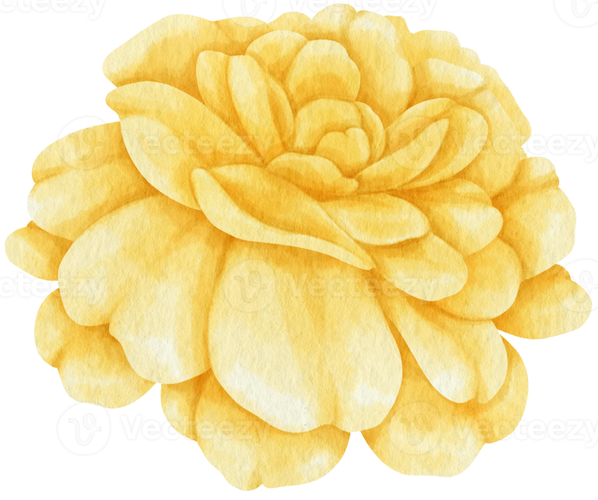 illustrazione dell'acquerello di fiori di rosa gialla png