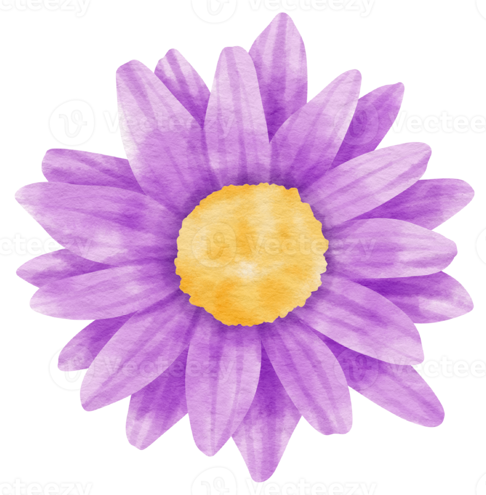 Purple flower watercolor painted for Decorative Element png