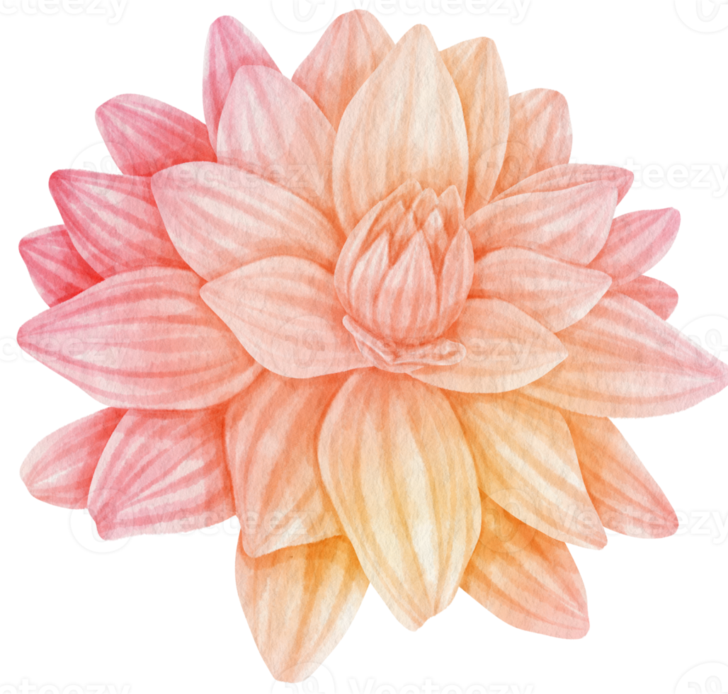 Pink dahlia flower watercolor style for Decorative Element png