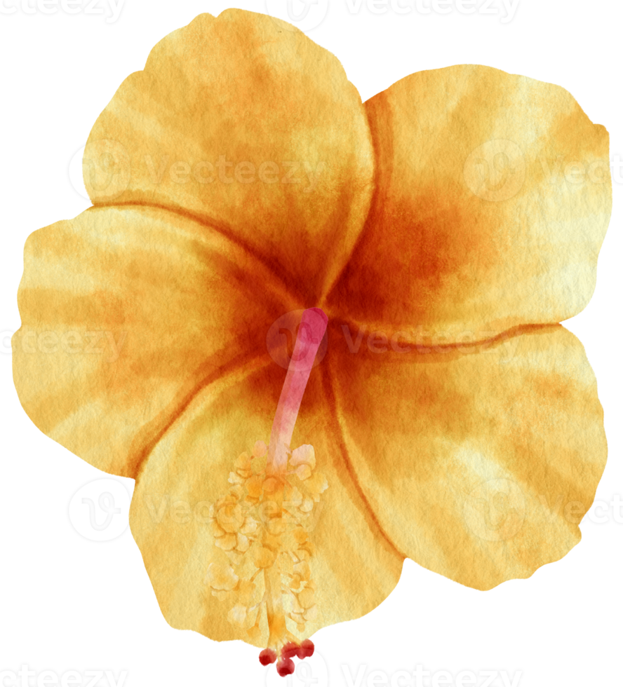 Yellow hibiscus flower watercolor style for Decorative Element png