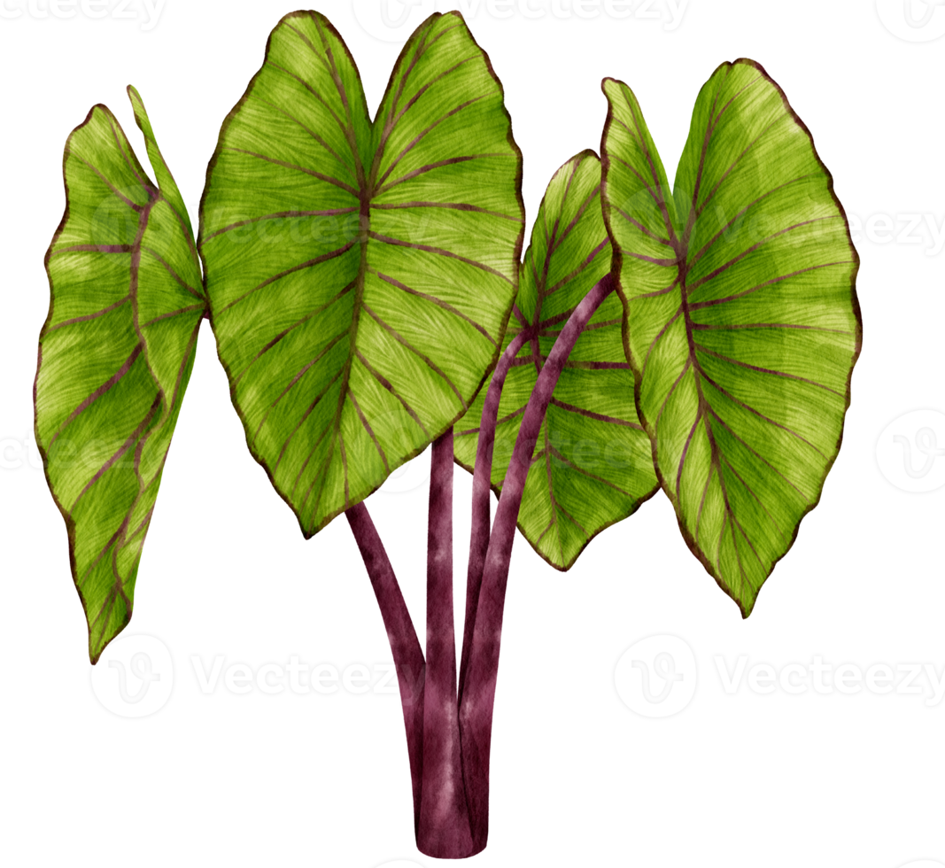 illustration aquarelle de plantes tropicales colocasia png