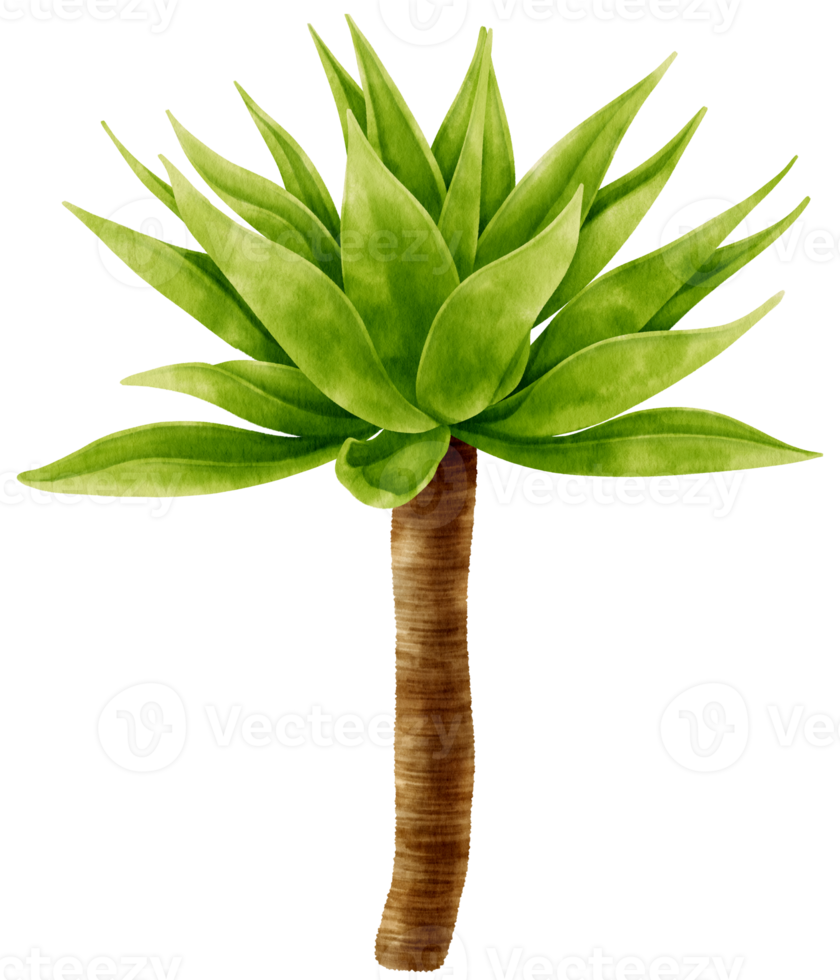 cola de zorra agave planta tropical acuarela ilustración png