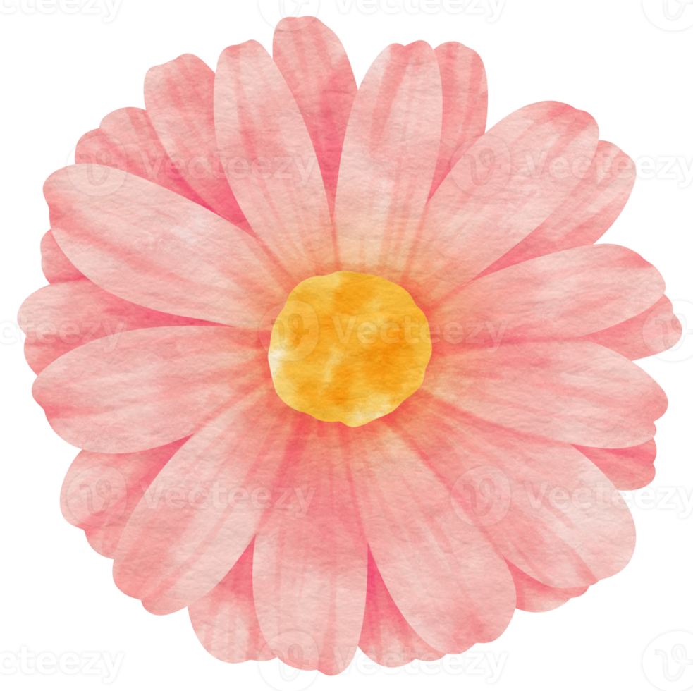 Pink flower watercolor painted for Decorative Element png