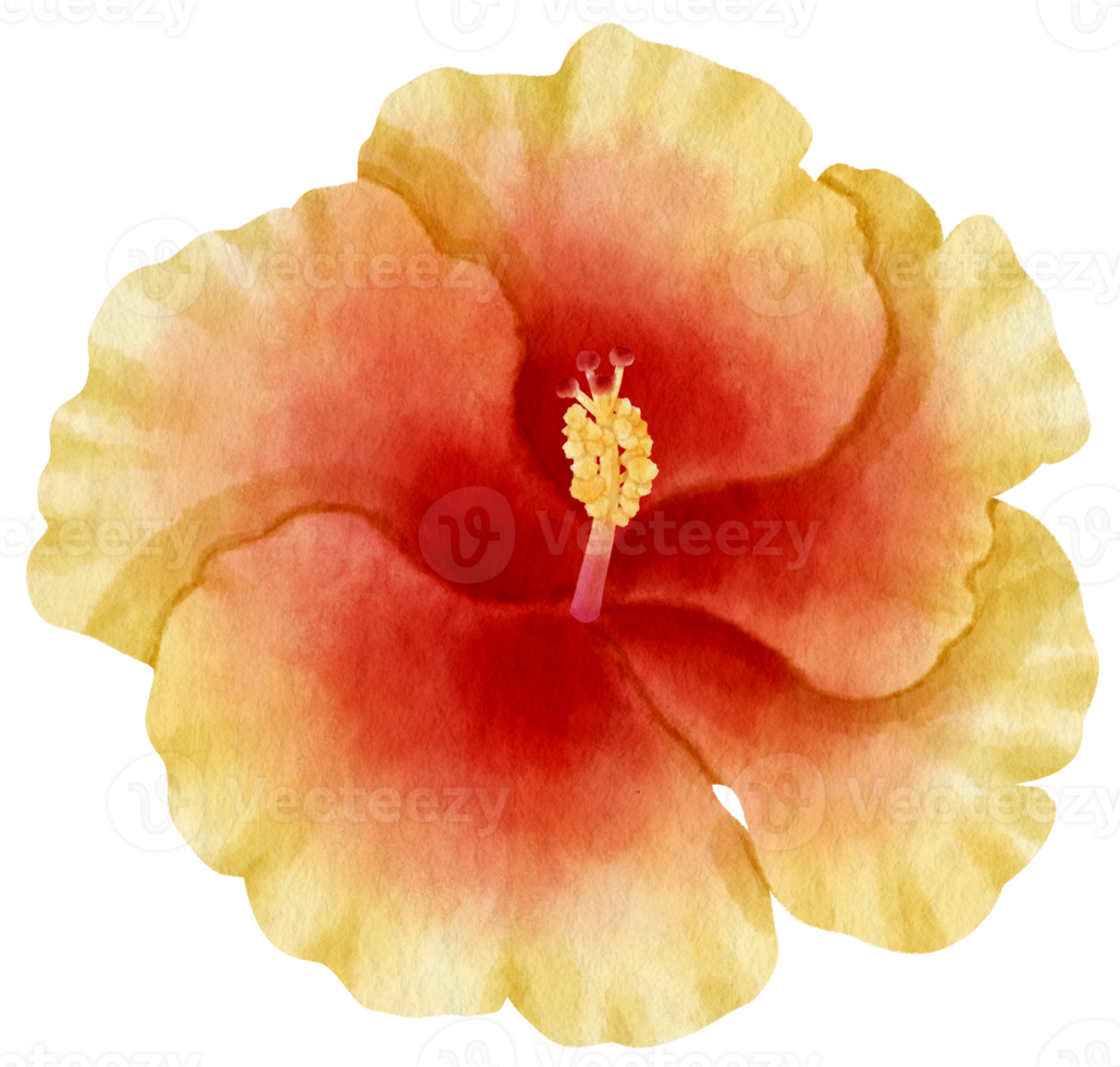 style aquarelle de fleur d'hibiscus rouge pour élément décoratif png