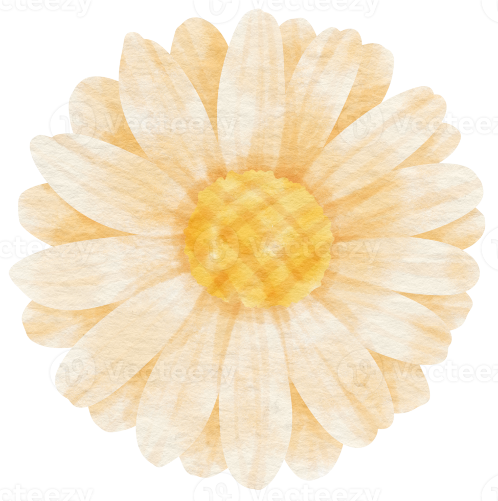 White flower watercolor painted for Decorative Element png