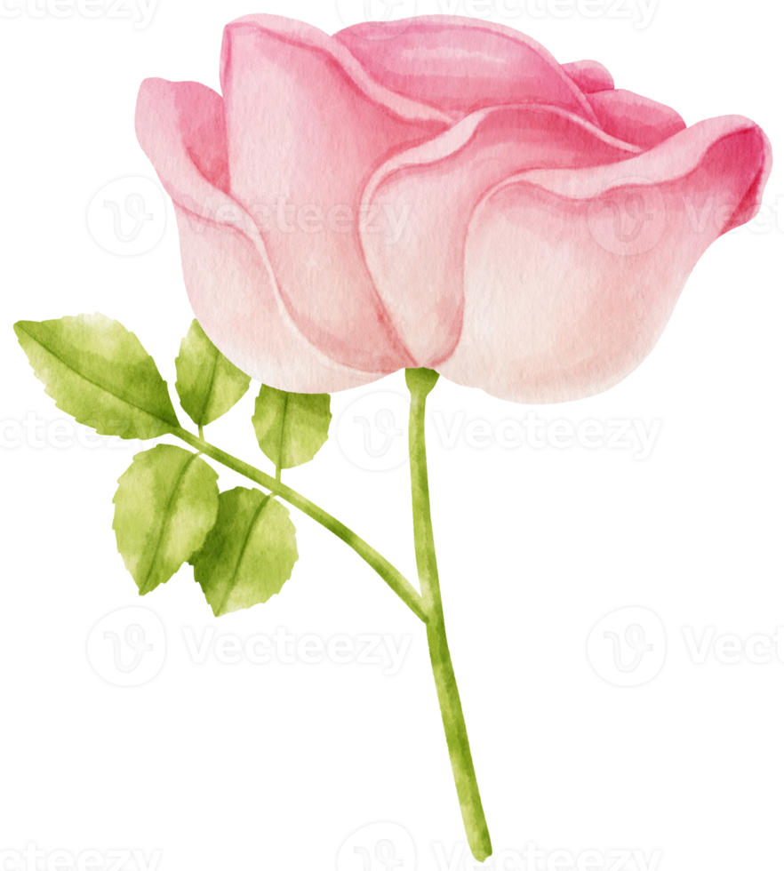 Pink rose flowers watercolor illustration png