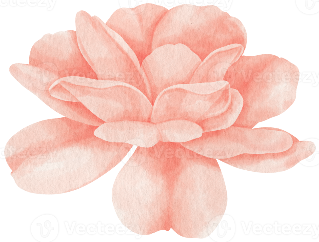 ilustração em aquarela de flores rosas cor de rosa png