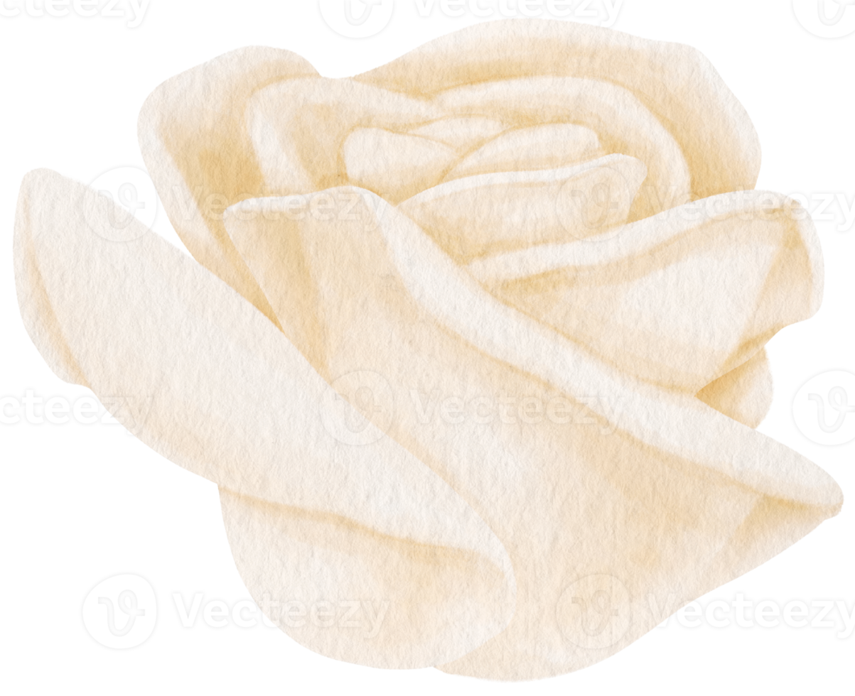 White rose flowers watercolor illustration png