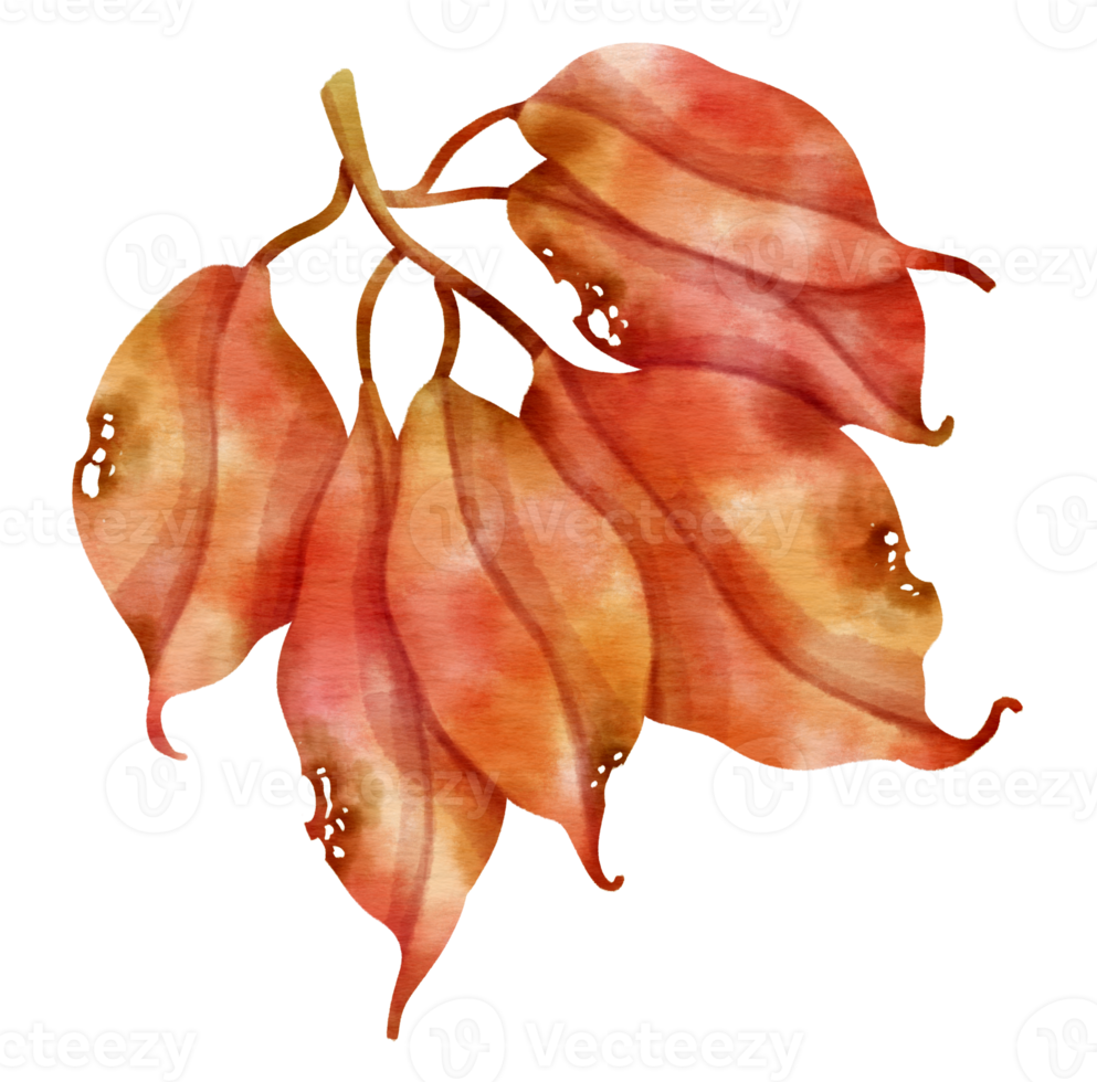 Branch of autumn red Leaf  watercolor style for Decorative Element png