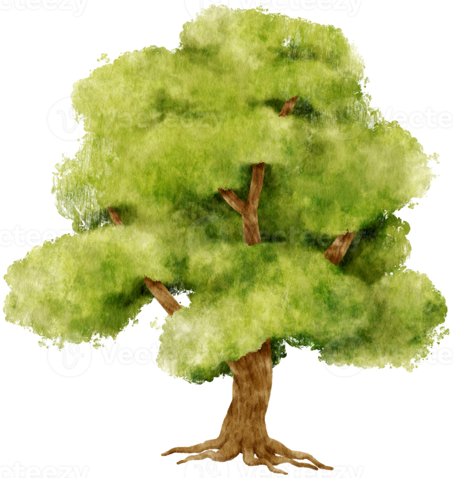 illustration aquarelle arbre pour élément décoratif png