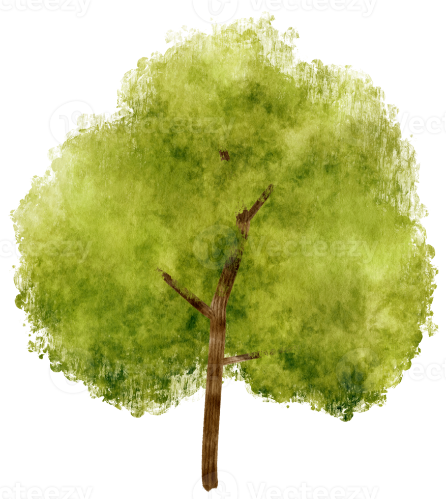 illustration aquarelle arbre pour élément décoratif png