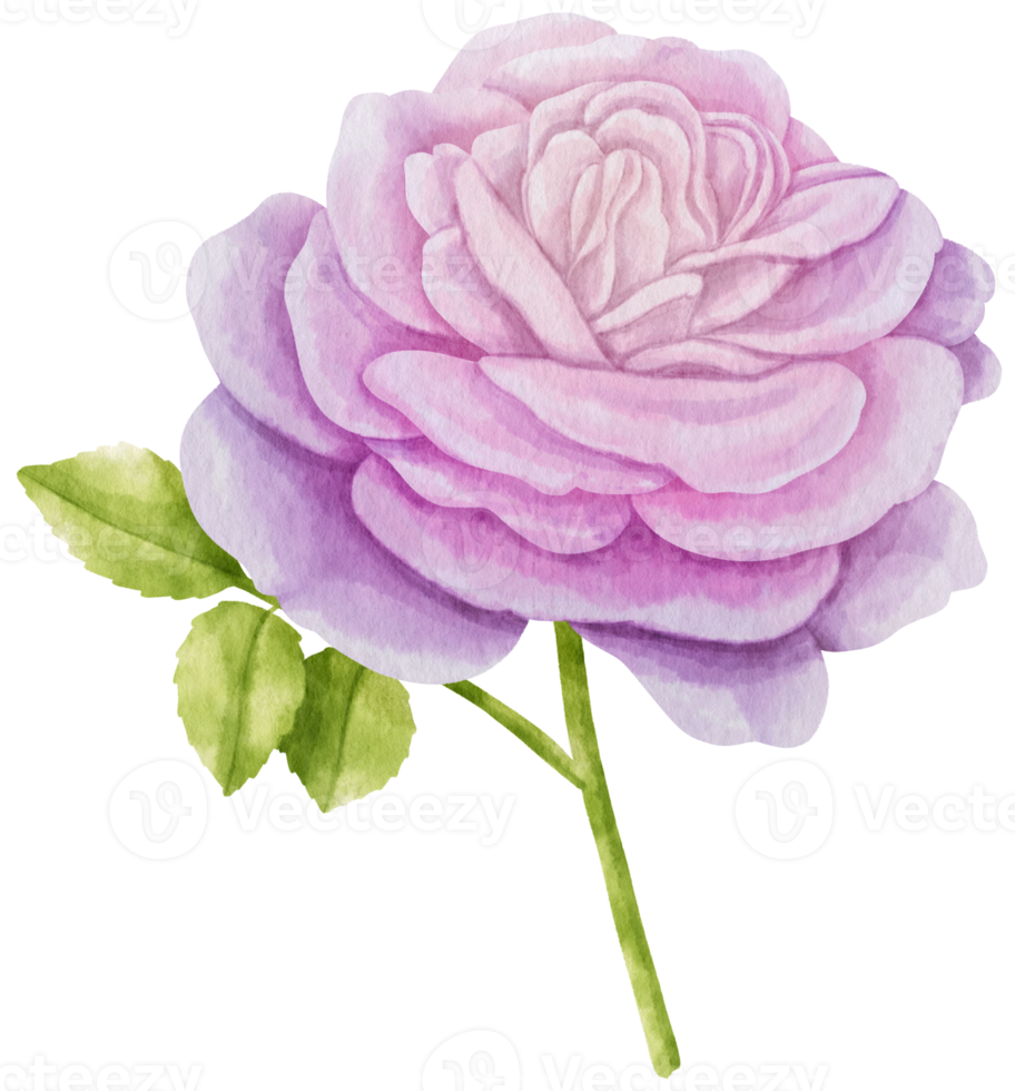 Purple rose flowers watercolor illustration png