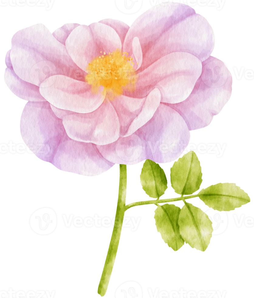 lila ros blommor akvarell illustration png