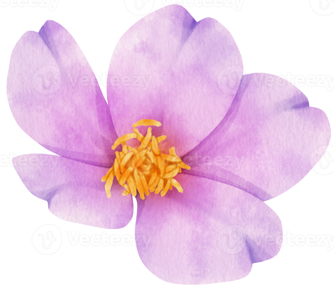 Purple flowers watercolor illustration png