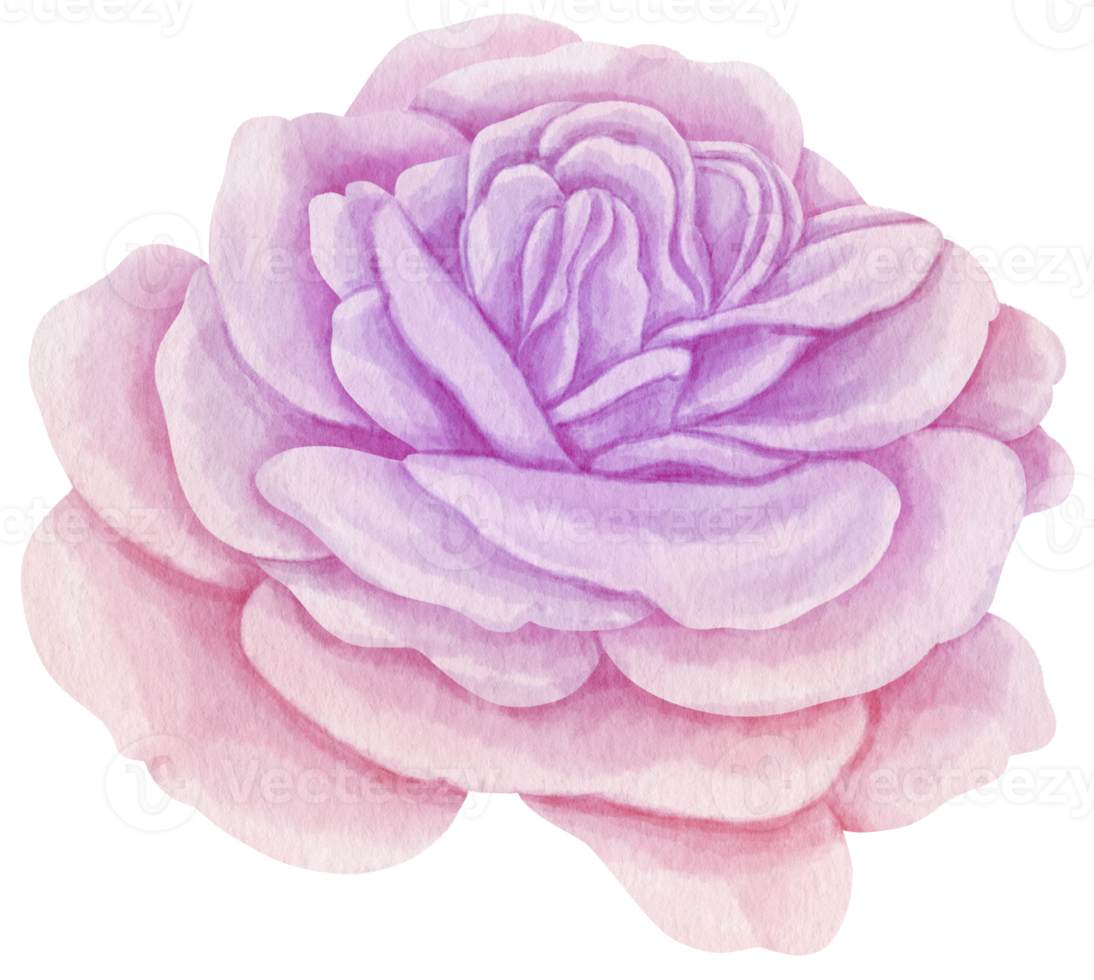 Purple rose flowers watercolor illustration png