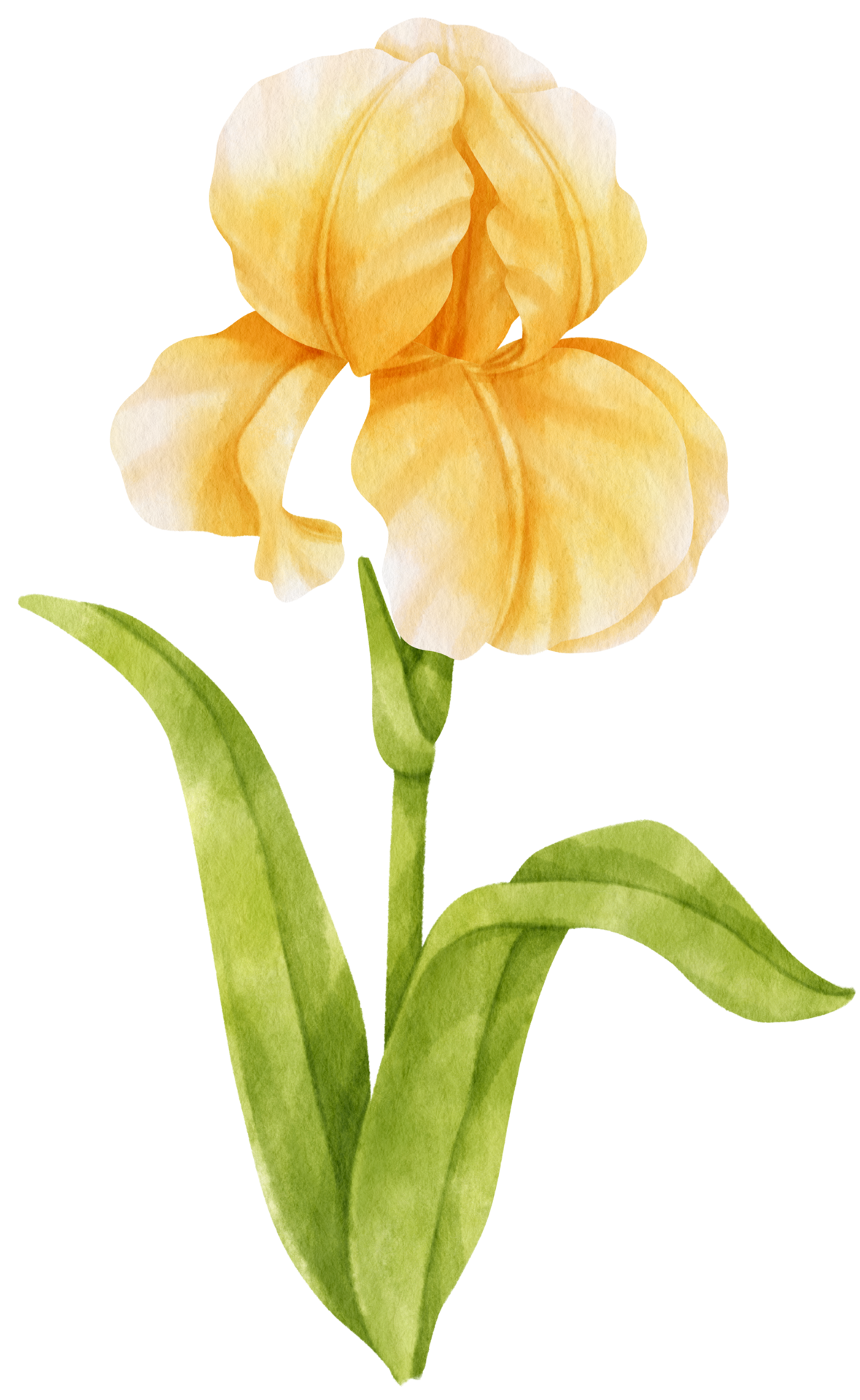 Yellow Iris Flowers Watercolor Illustration 9786540 PNG yellow-iris-flowers-watercolor-illustration-9786540-png
