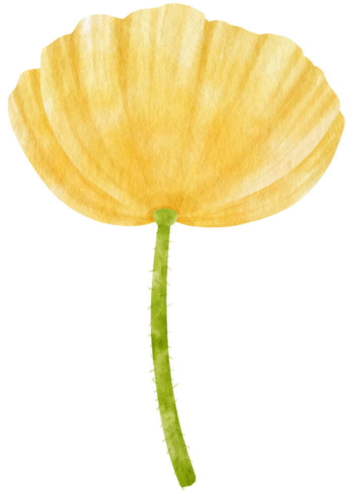 ilustración de acuarela de flores de amapola amarilla png