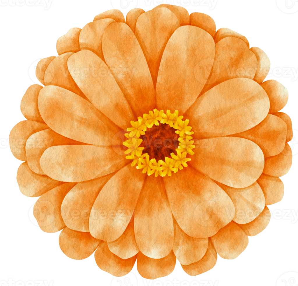 Orange flower watercolor painted for Decorative Element png