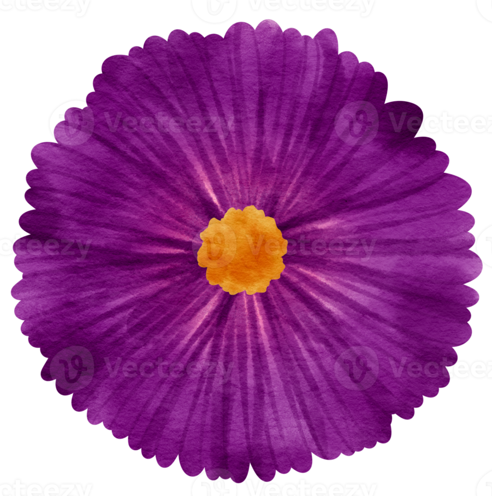 Purple flower watercolor painted for Decorative Element png