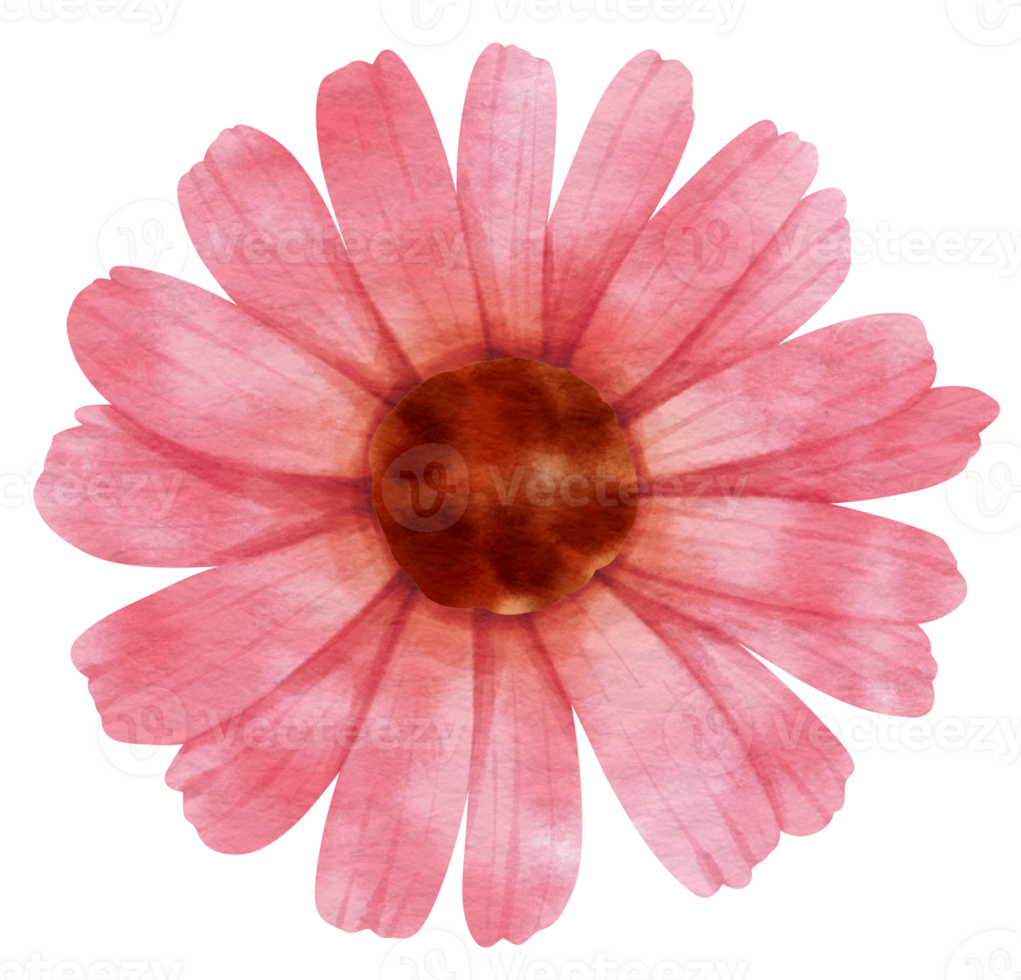 Pink flower watercolor painted for Decorative Element png