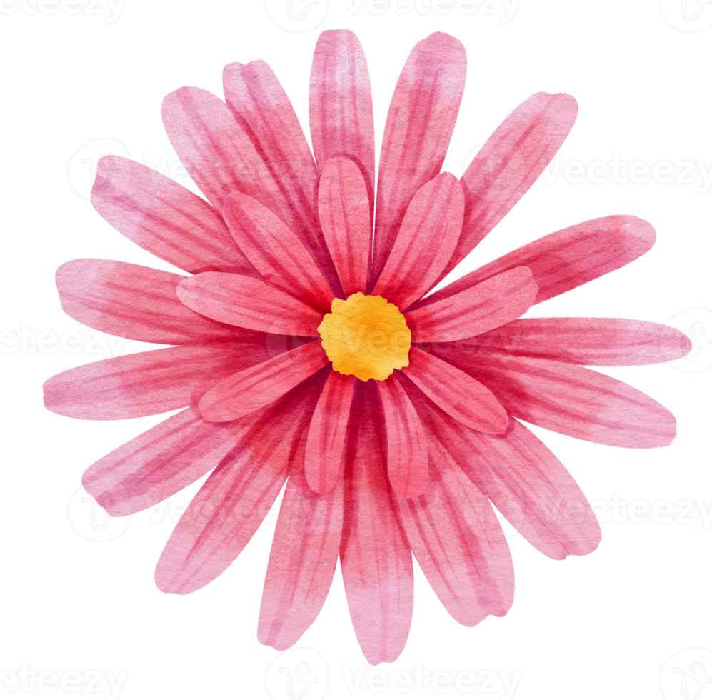 Pink flower watercolor painted for Decorative Element png