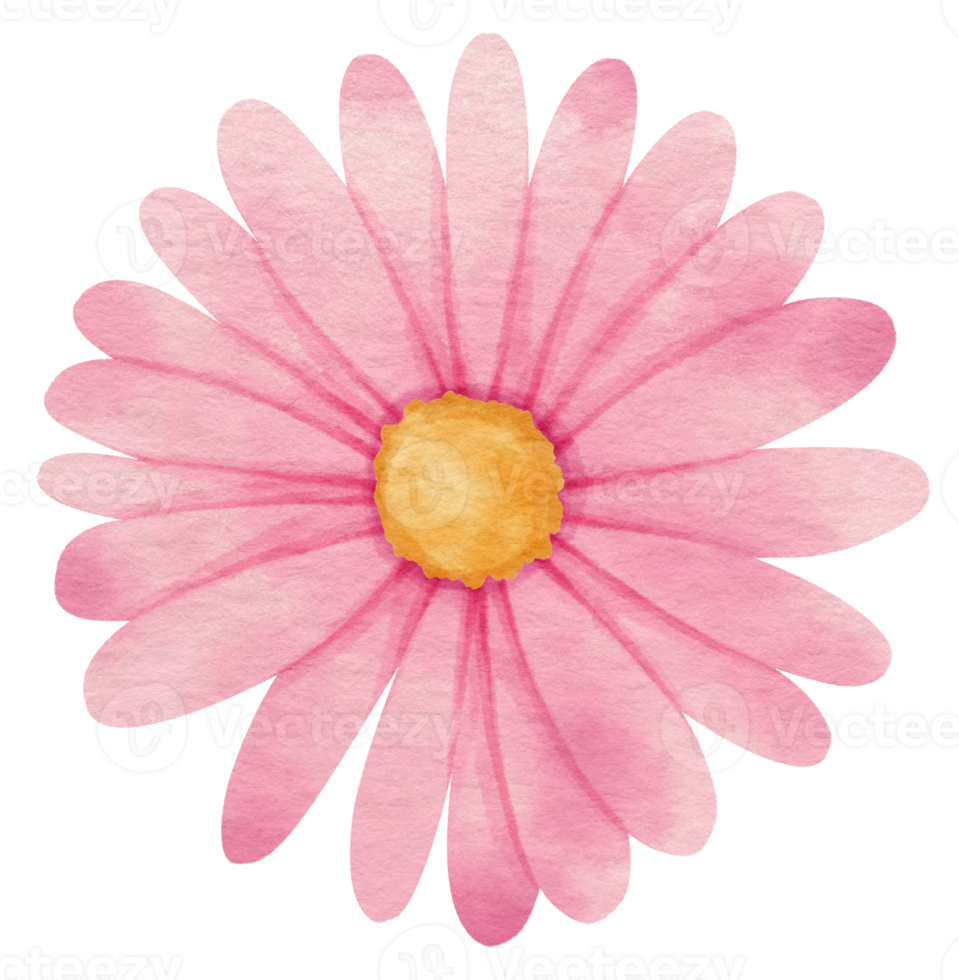 Pink flower watercolor painted for Decorative Element png