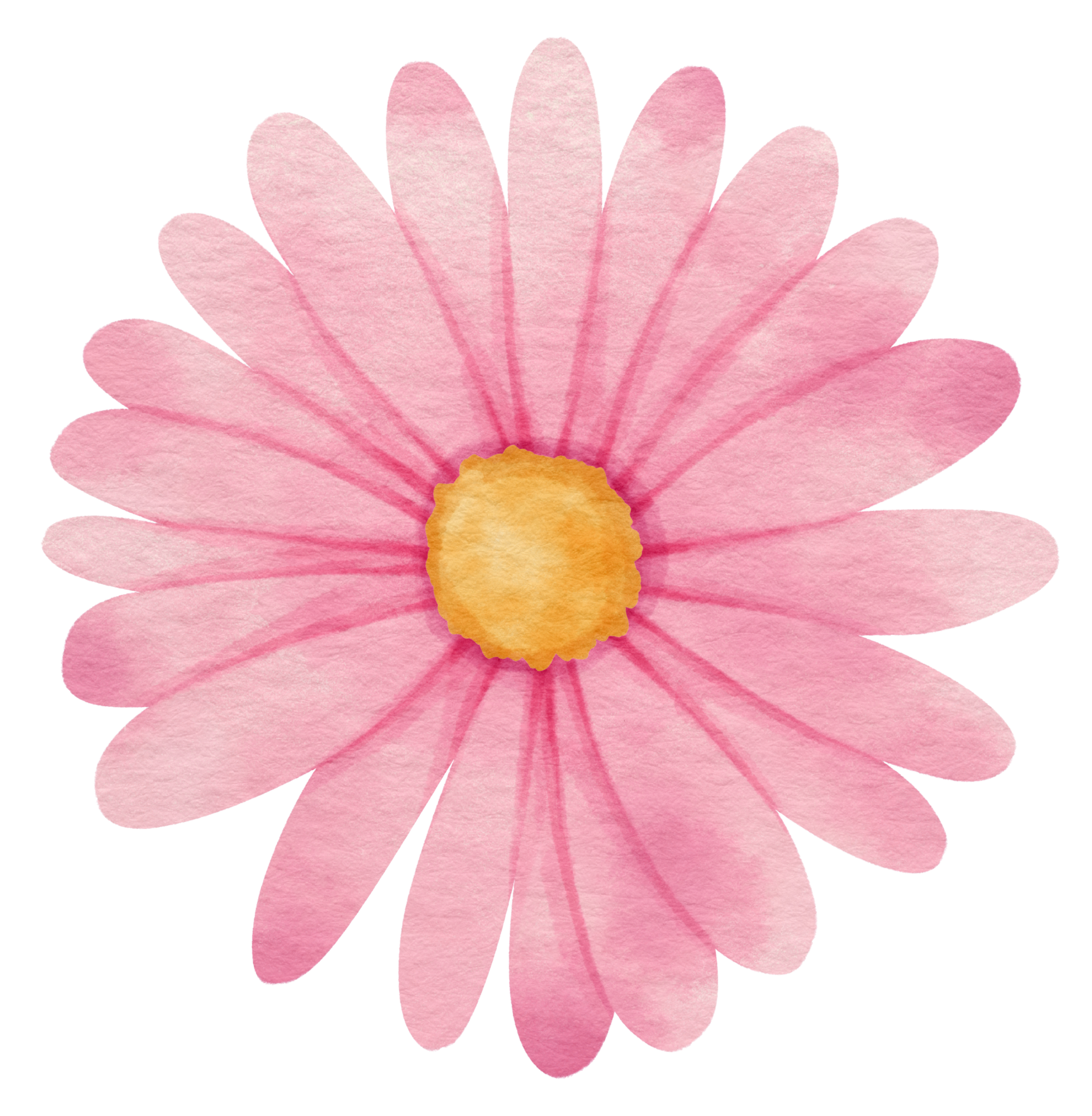 Free Pink flower watercolor painted for Decorative Element 9786722 PNG with  Transparent Background