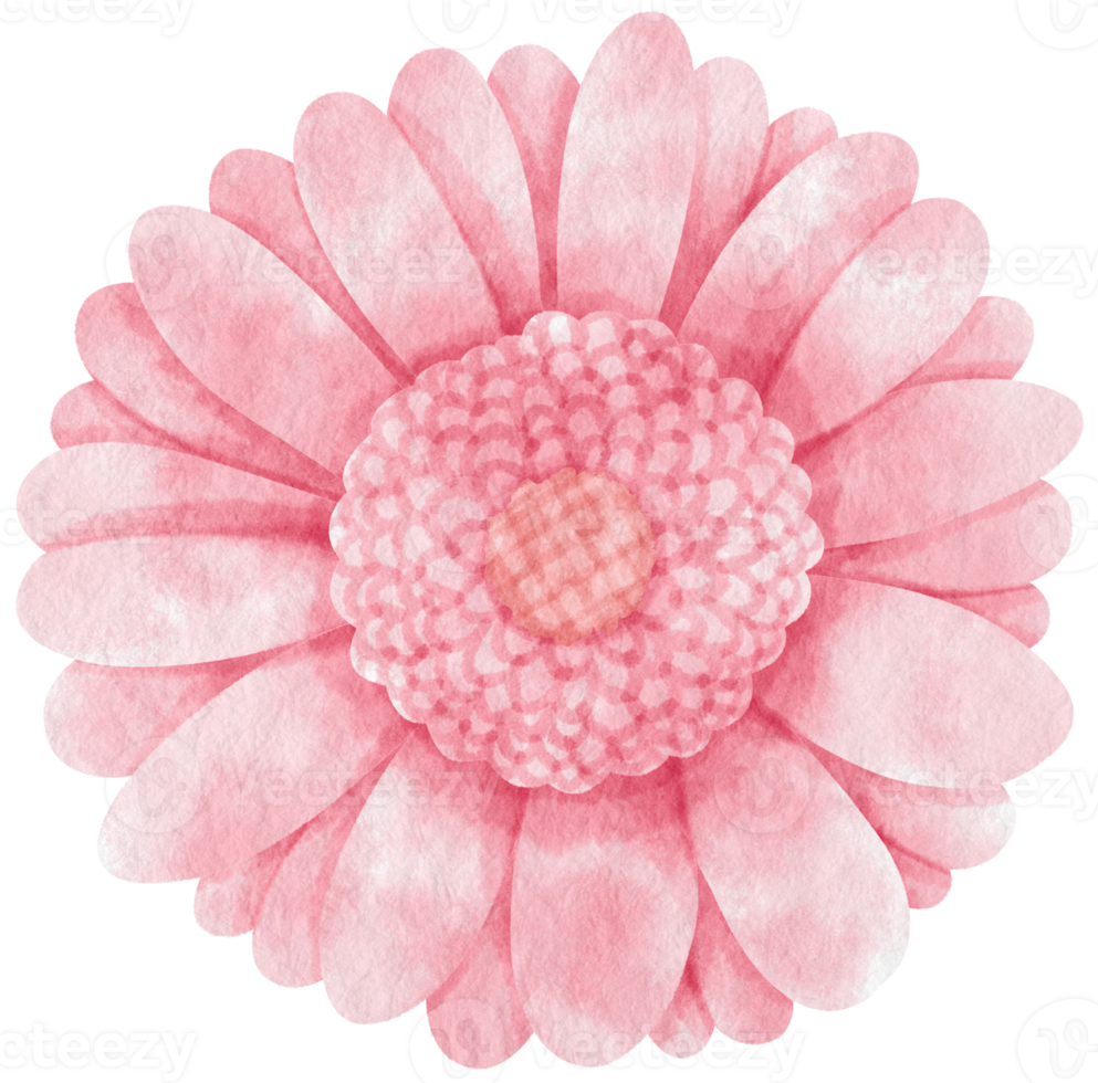 Pink flower watercolor painted for Decorative Element png