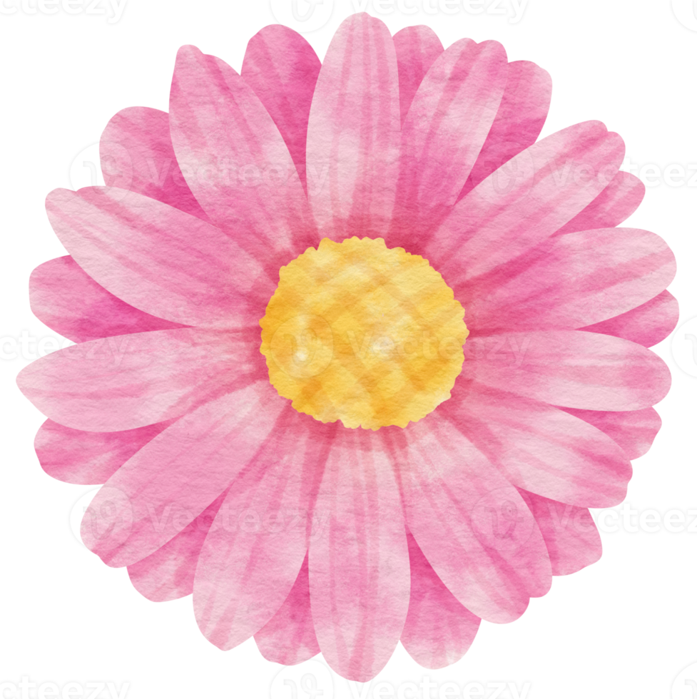 aquarelle fleur rose peinte pour élément décoratif png