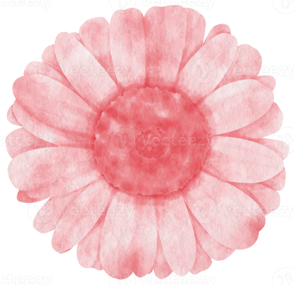 Pink flower watercolor painted for Decorative Element png