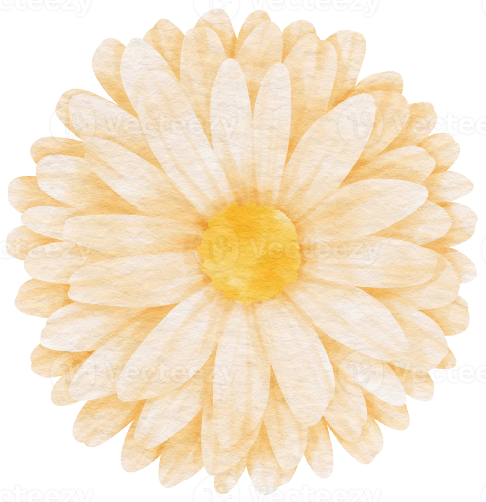 White flower watercolor painted for Decorative Element png
