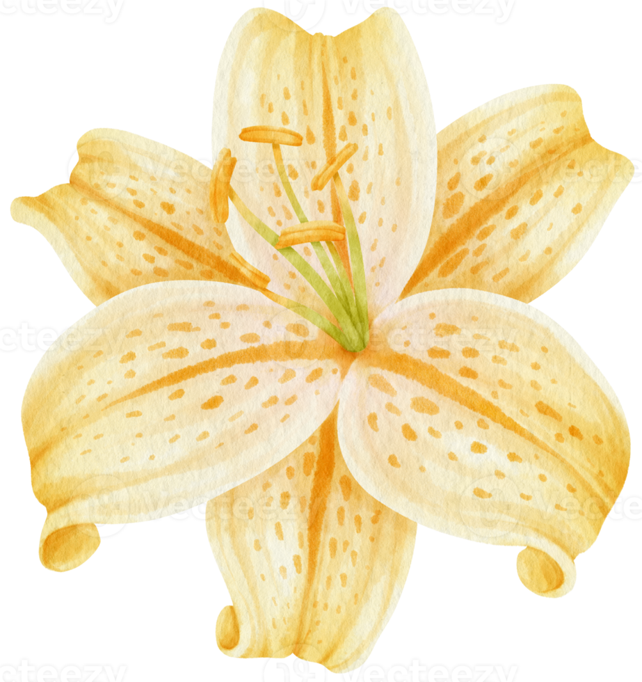 beautiful lily flowers watercolor illustration png