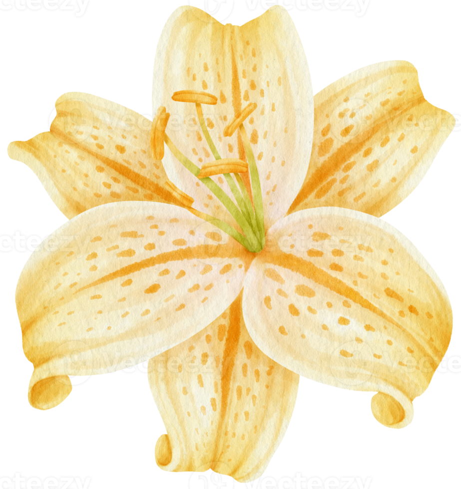 hermosa ilustración de acuarela de flores de lirio png