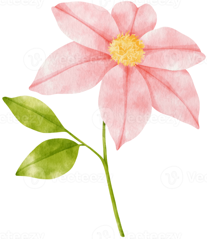 Pink clematis flowers watercolor illustration png
