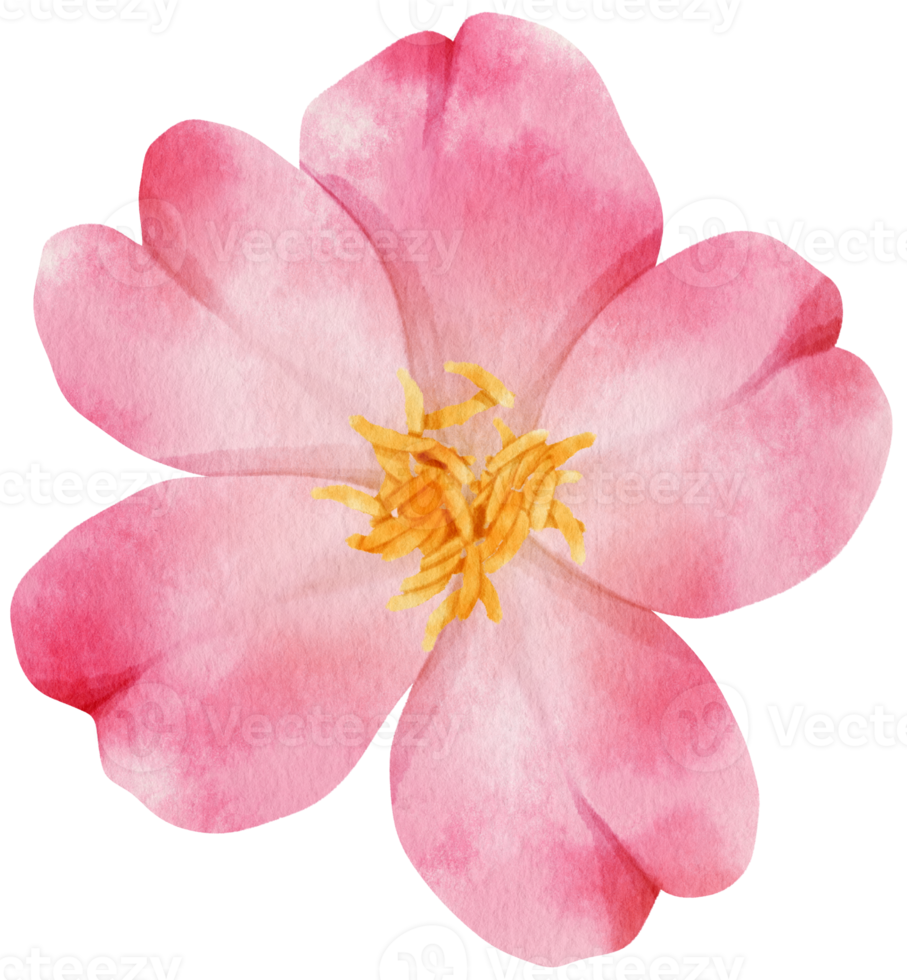 rosa blommor akvarell illustration png