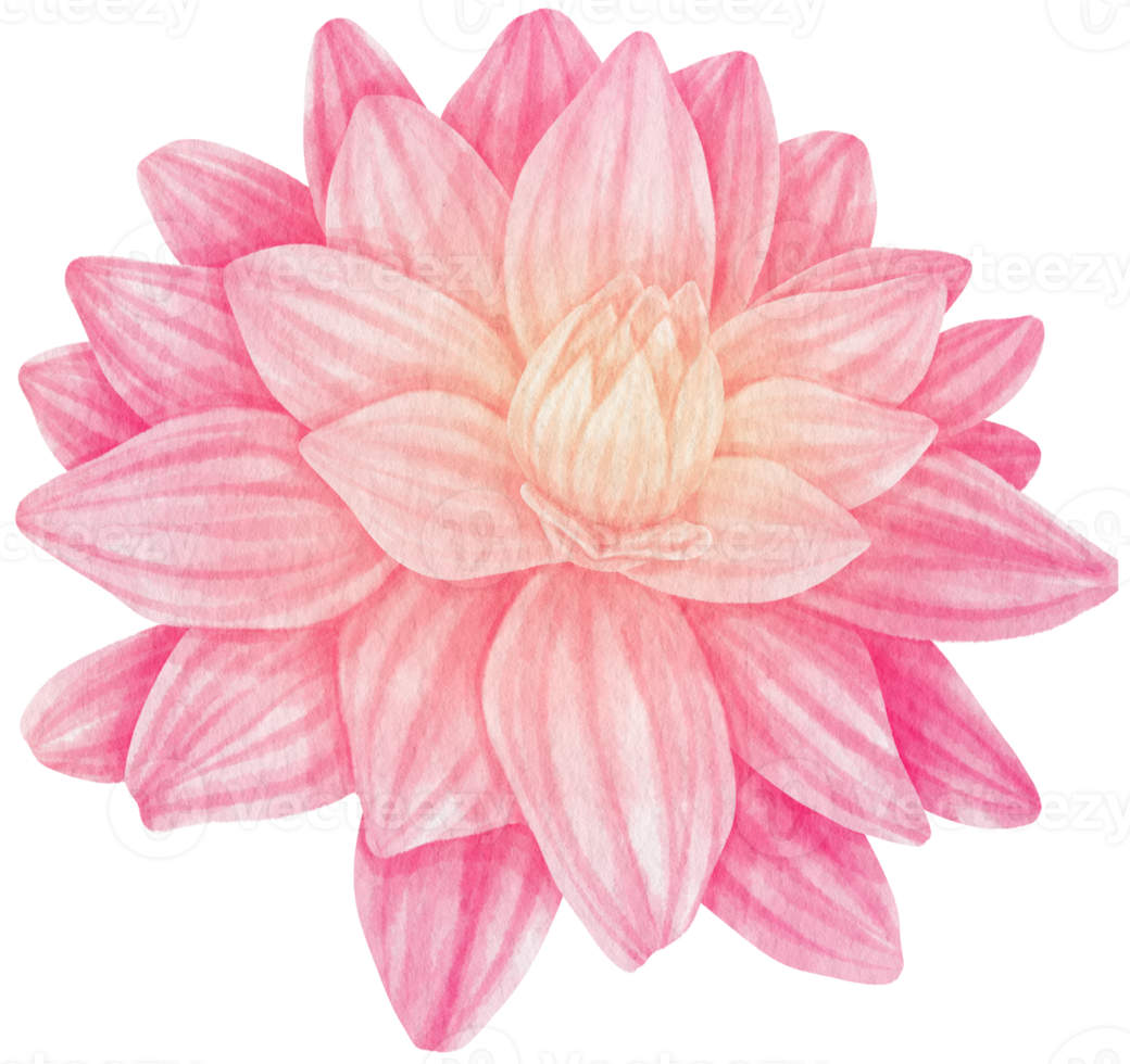 Pink dahlia flowers watercolor illustration png