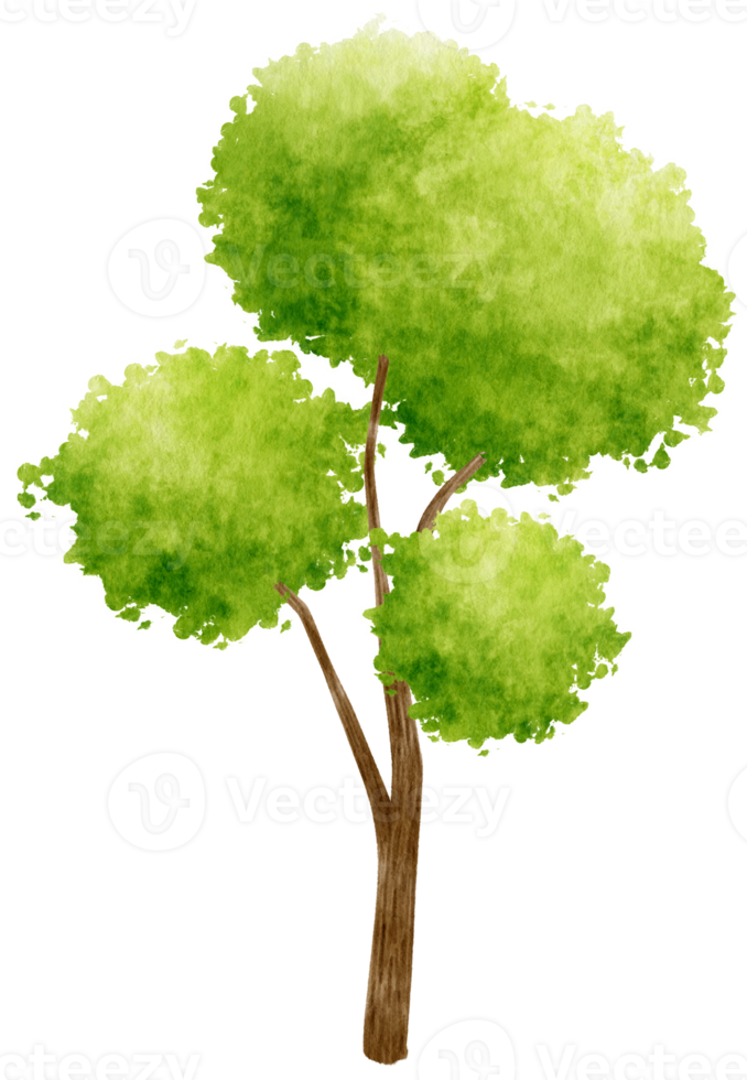 Tree watercolor illustration for Decorative Element png