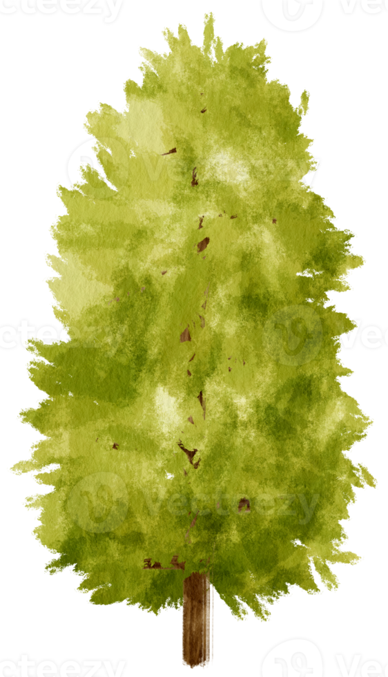 Tree watercolor illustration for Decorative Element png