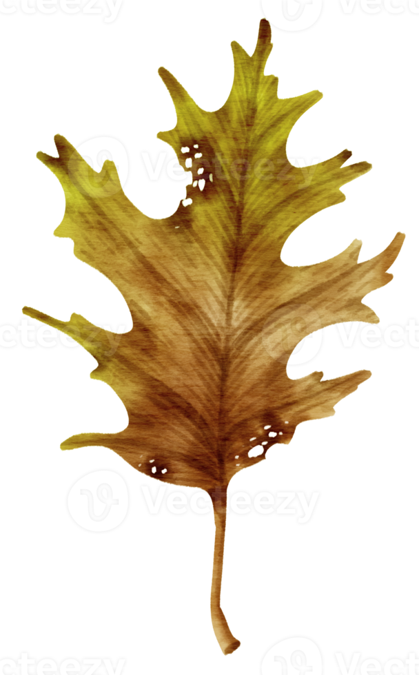 dry Autumn Leaf  watercolor style for Decorative Element png