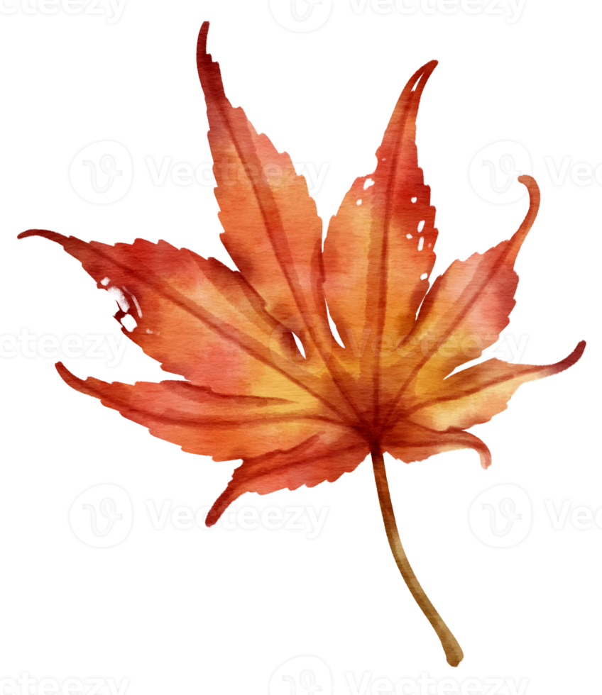 höstens röda löv akvarell stil för dekorativa element png