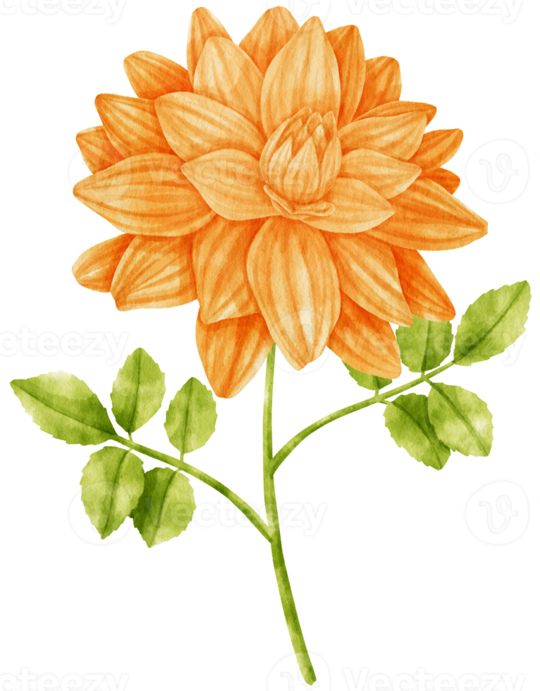 Orange dahila flowers watercolor illustration png