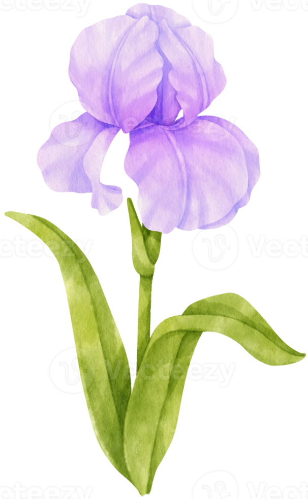 illustration aquarelle de fleurs d'iris violet png